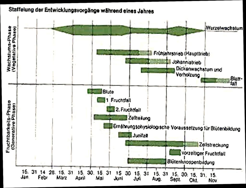 Rotvekst Blad- og skuddvekst