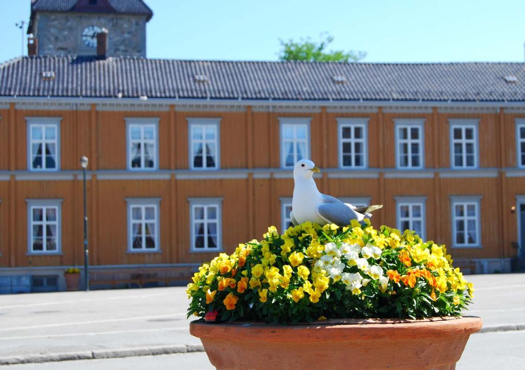 På Torget i Trondheim sentrum er det en stein- og asfaltørken.