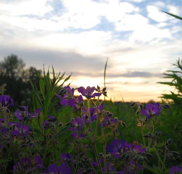 Liste over insektvennlige blomster og busker Vår Løvetann Krokus Brennesle Vårlyng Blåbær Tyttebær Engtjæreblom Rødkløver Selje Lønn Høst Brokkoli Høstlyng Karve Åkertistel Norsk vill gullris Sommer