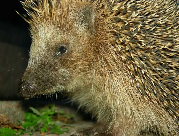 Et hageparadis for mennesker og dyr Med bebyggelse og reduserte naturlige grøntarealer i byen har habitatene til det lokale dyrelivet blitt stadig mindre.