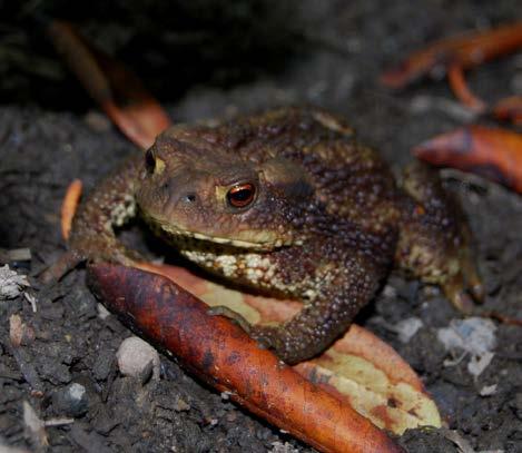 I tillegg til busker og hekker er det viktig med fuglekasser og insekthoteller i en dyrevennlig