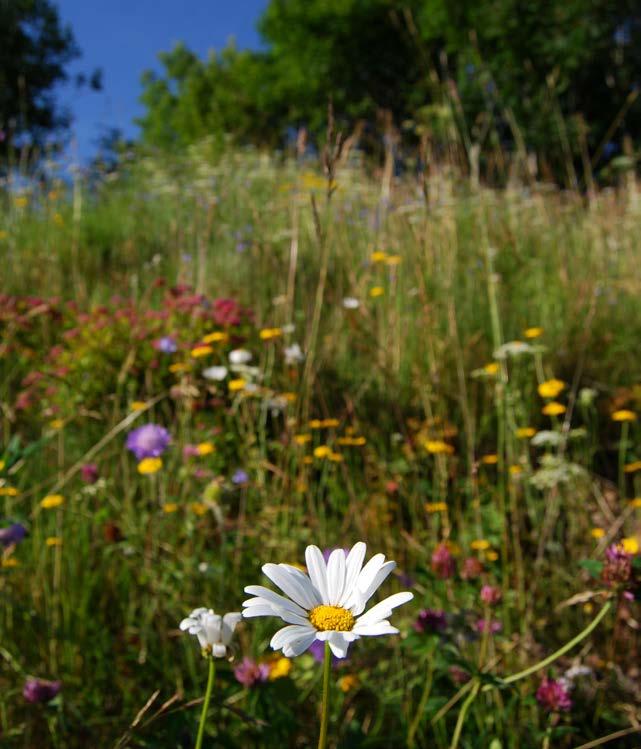 Slik oppretter du en blomstereng Mennesker trenger insekter. Opprett en blomstereng med villblomster og bidra til vårt biologiske mangfold.