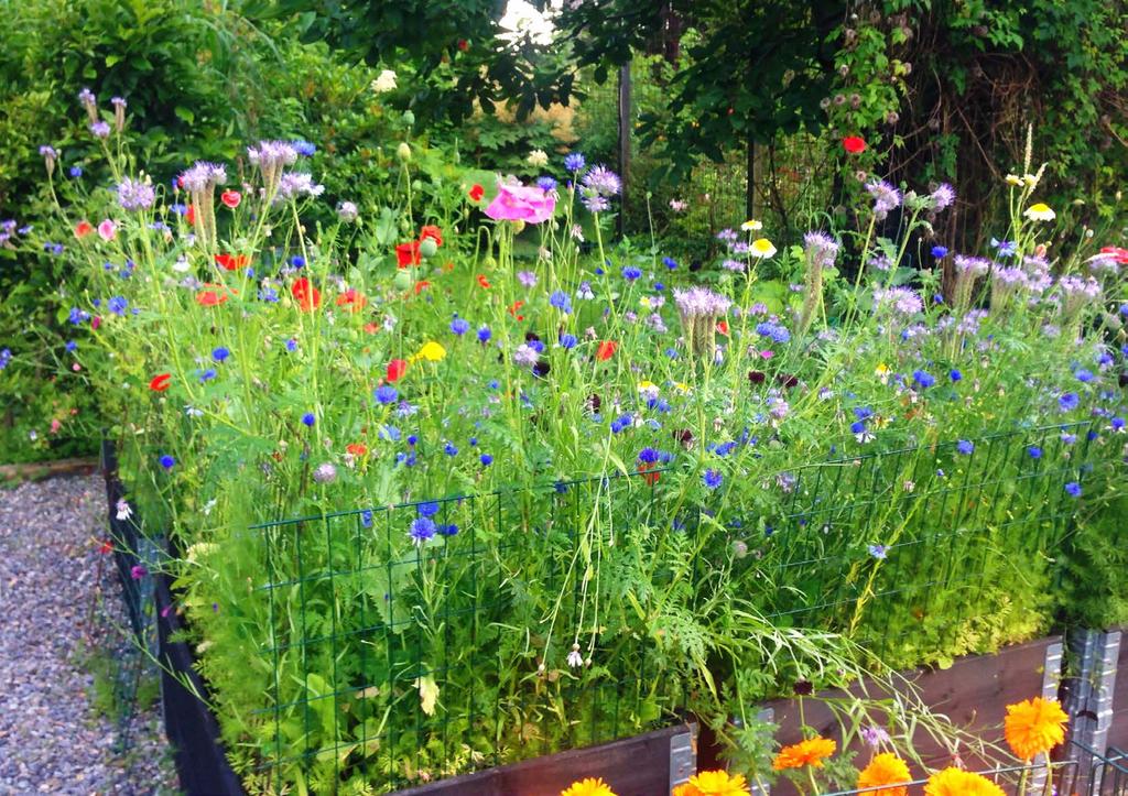 Bruk gjerne egnede matplanter og vakre kulturplanter i kombinasjon med villblomster og andre tiltak for det biologiske mangfoldet der du bor.