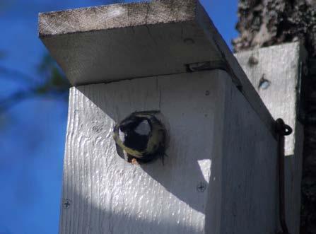 Fuglemat laget på vårt juleverksted Insekthotell og fuglekasser er alltid populært, og kan med fordel bygges selv.