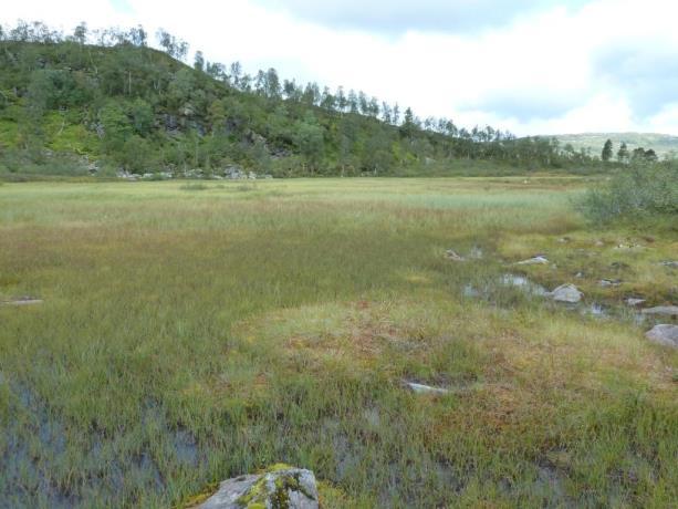 (Platismatia glauca) og elghornslav (Pseudevernia furfuracea). Alle de registrerte kryptogamene er vanlige og vidt utbredte i Norge. A: B: C: Figur 8.