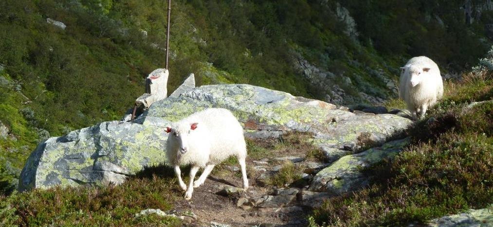 KULTURMINNER OG KULTURMILJØER I Voss kommune er det 223 freda kulturminner, mest av arkeologisk karakter. Gravminner/gravfelt er den største gruppen, men også bergkunst utgjør et betydelig antall.