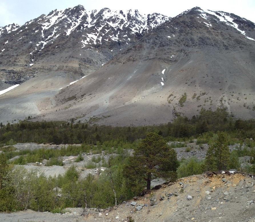 langs Fv91, ut mot fjorden og langs forsenkninger med bekk/fuktsig. Det forekommer enkelte innslag med osp. Disse finnes spredt i planområdet.