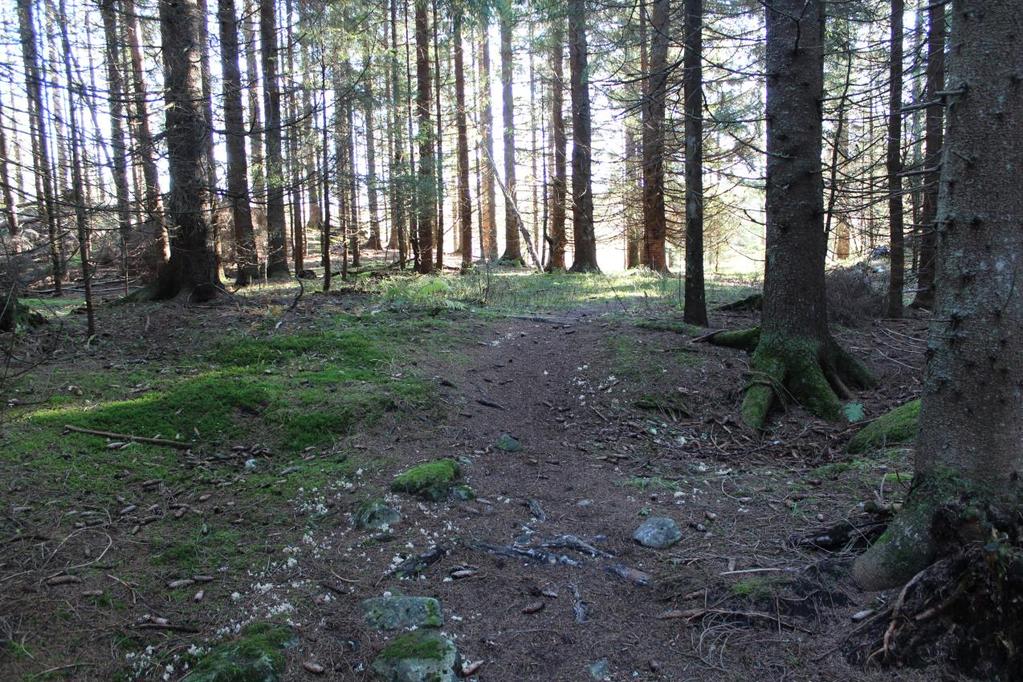 Foto 3: Nordlig del av ID 174398. I midten bak på bildet ligger platået til kullmila, til høyre mellom to trær ligger en grop med en større stein i, og til venstre ligger en liten grunn grop.