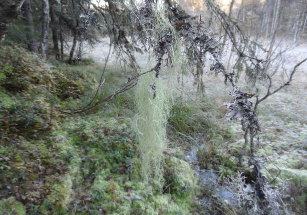 Stedvis oppslag av gran. I pytten i vest vokser hesterumpe, linmjølke, mannasøtgras, mjødurt og flikvårmose.