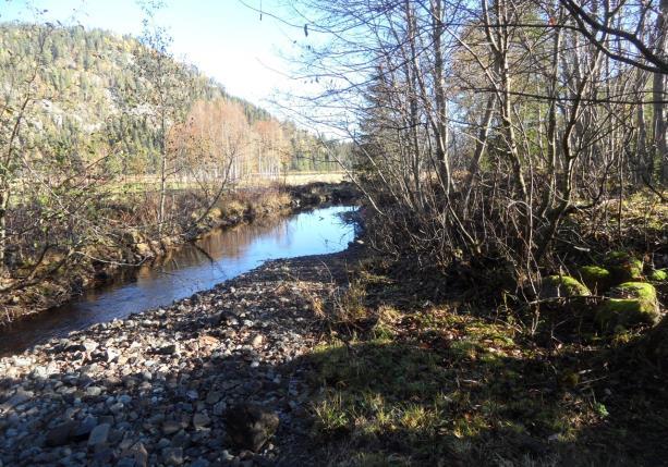 Tilførselsvegen er lagt i en kantsone til dyrkamark ned til bekken der den følger en ung gråorskog før den