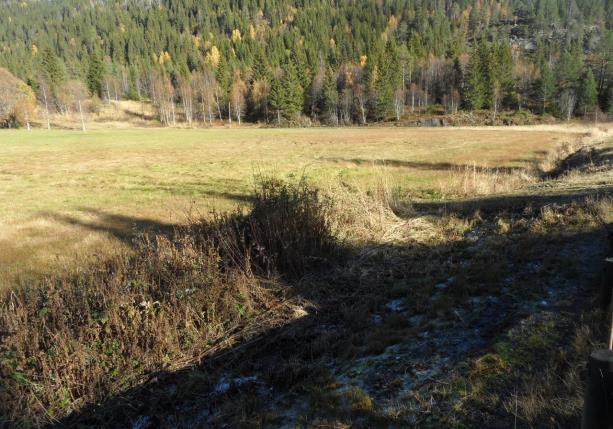 Kantsonen bør være 10-15m bred målt fra myrkanten som omkranser vannet.