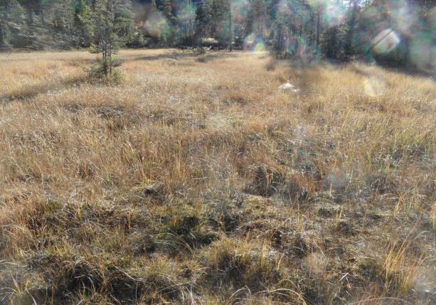 Område 7 på strekningen Morgedal-Mostøyl Figur 10 Plankart over området til venstre og foto fra området til høyre I område 7 er det planlagt at bekken skal legges om på grunn av vegutvidelse.