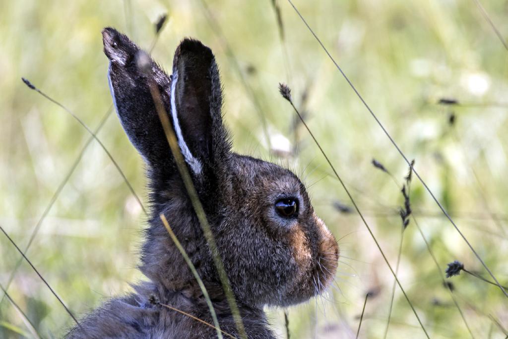 Lepus timidus er satt ut på