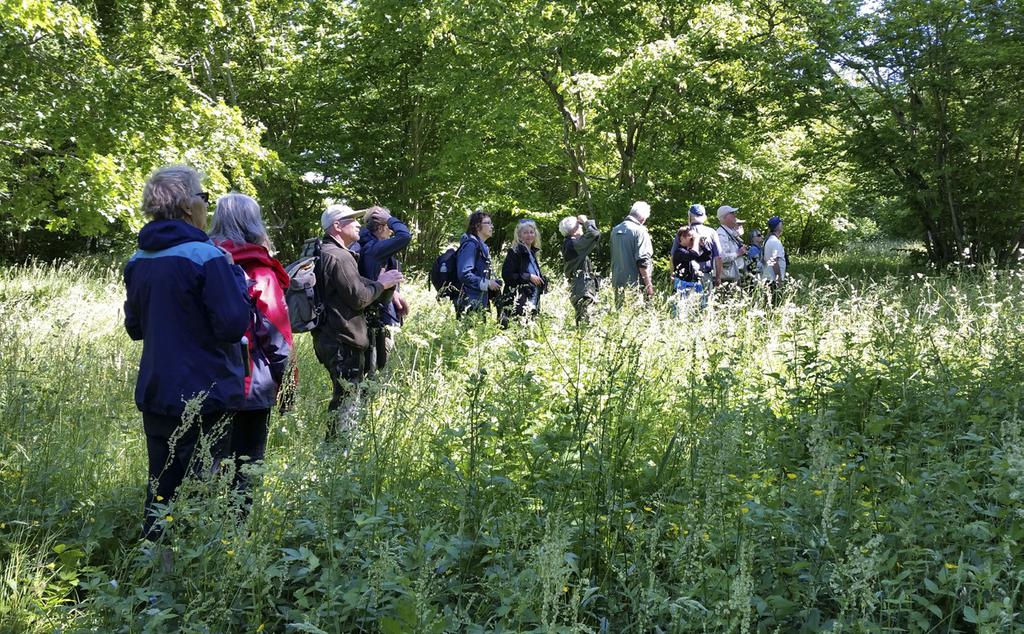 Öja kyrkänge Siste stopp før Holmhällar, hvor vi skulle bo, var Öja kyrkänge. Gotland har mange kirker, og i forbindelse med disse en god del gamle kulturlandskap med løvtrær.