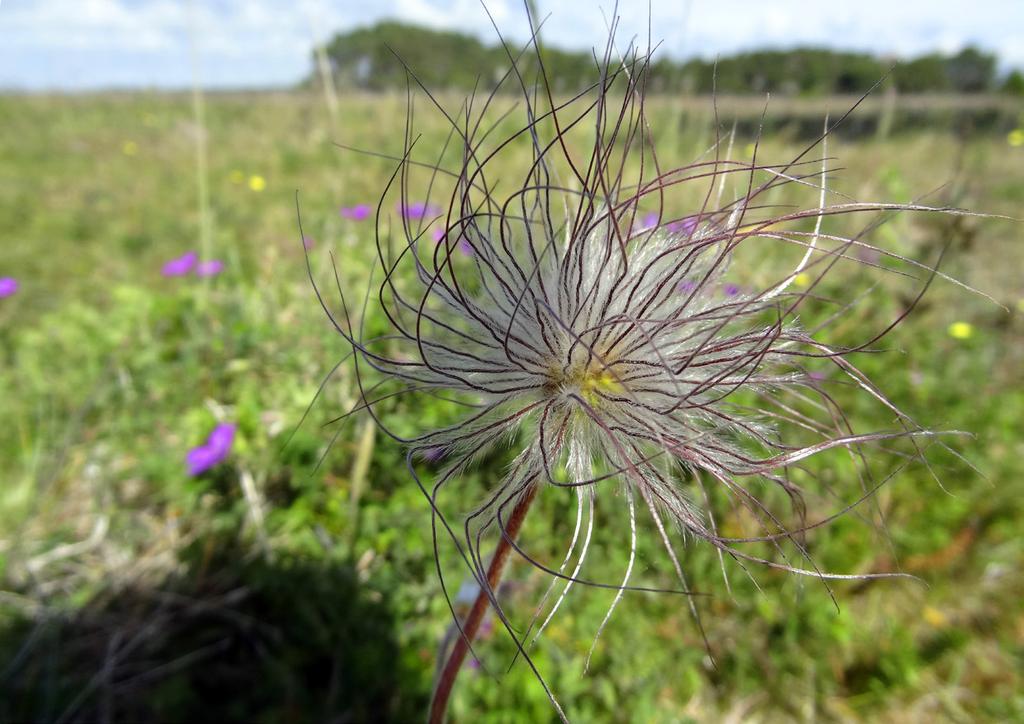 Dag 5, fredag 23. juni Närsholmen Nå var vi ferdige med søndre del av Gotland. Etter frokost og utsjekking av Holmhällar, satte vi snuten mot nord, langs østkysten.