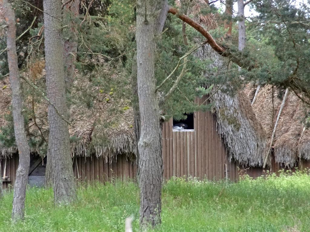 En laksand ruget i vindusåpninga