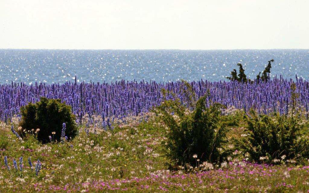 Fargerik flora på