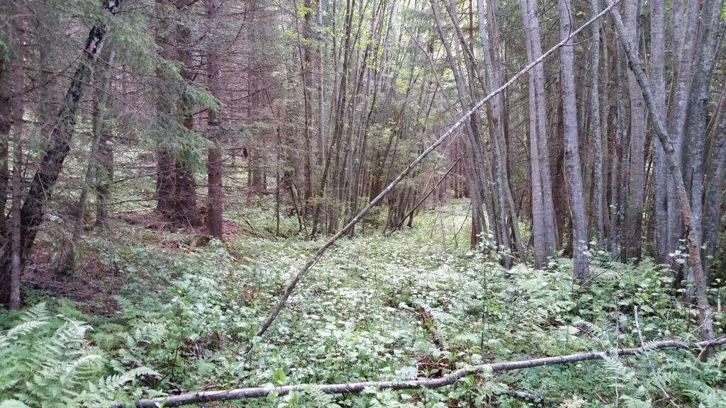 Foto: Øivind Gammelmo Frodig skog med