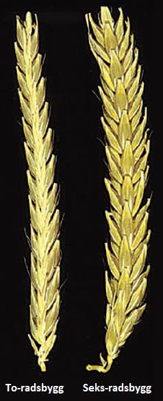 2.0 Teori 2.1 Teori bygg 2.1.1 Bygg Bygg (Hordeum vulgare) er et kornslag i gressfamilien (Gramineae) som benyttes mye til malting, og samtidig en av hovedingrediensene under ølbrygging.