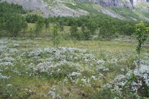 sølvbunketuer. Foto ES 2012. Figur 12.