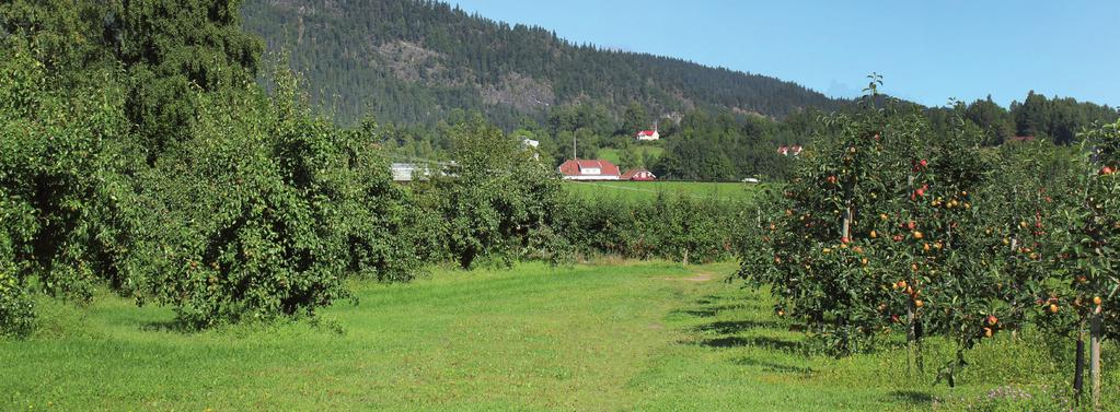 MED SYKKEL LANGS LIERBANEN Lierbanen på sykkel er en spennende aktivitet med både natur og kultur hånd i hånd. Og så får du litt god mosjon i samme slengen.