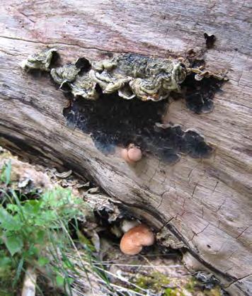 Naturverdier ved Mørkrid