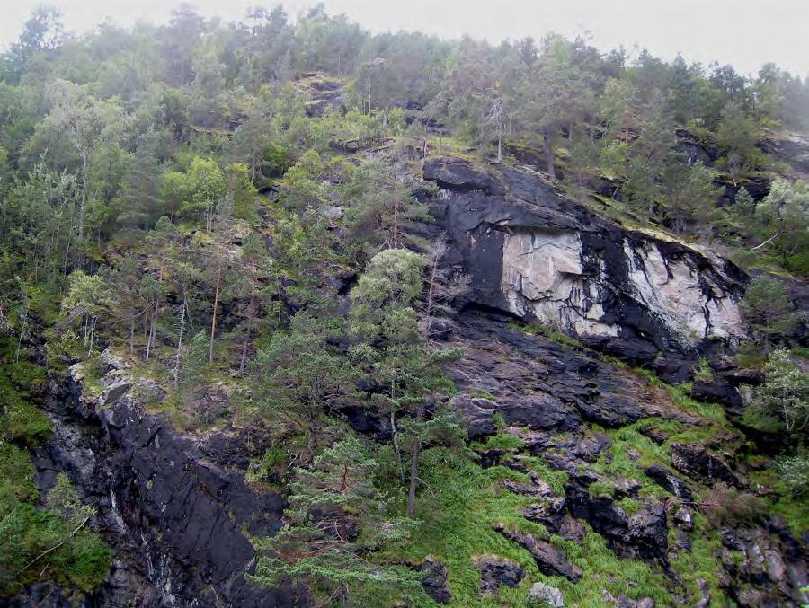 nordsiden av Drivandefossen med kikkert. Kunnskap både om naturverdier og avgrensning er derfor dårlig. Det er snakk om en glissen furuskog med spredte lauvtrær, og i mosaikk med åpne bergflåg.