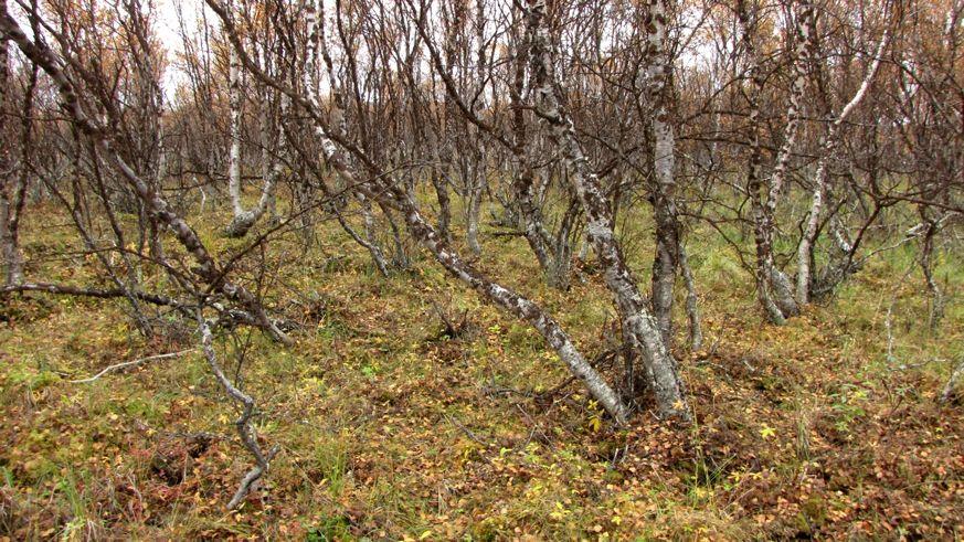 Ecofact rapport 78 Side 10 Figur 6. Flerstammet bjørkeskog på tilnærmet flat grunn, med feltsjikt av søvbunke og skogrørkvein. Foto: Geir Arnesen. Figur 7.