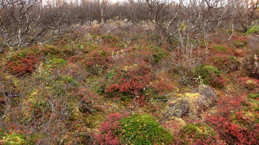 Viktige arter i feltsjiktet er blokkebær, krekling, skrubbær og finnmarkspors. Foto. Geir Arnesen. 6.4.