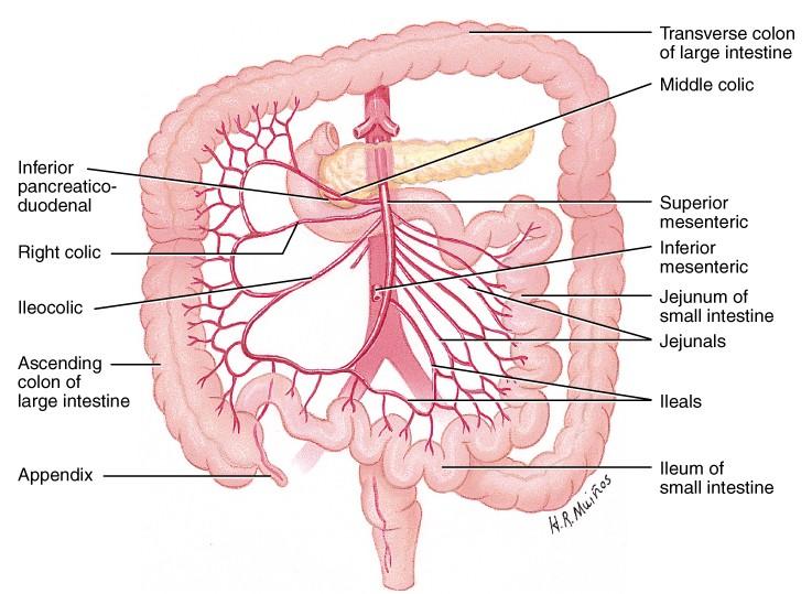 Skiptist í nokkrar greinar a) Til colon transversus og colon descendens. b) Colon descendens og colon sigmoideum. c) Rectum.