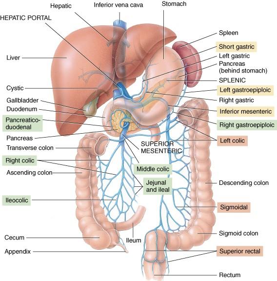 Porta-blóðrásin: Blóð berst til lifrar eftir tveim leiðum. A. hepatica flytur súrefnisríkt blóð frá aorta og vena porta (portæð) flytur blóð frá meltingarfærum.