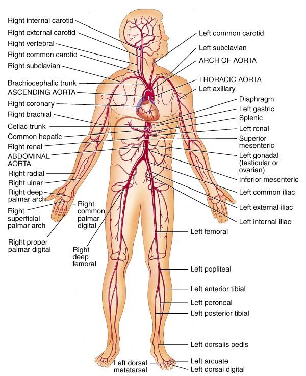 Fallhlutinn skiptist í brjóstholshluta (thoracic aorta) ofan þindar og kviðarholshluta (abdominal aorta) neðan þindar.