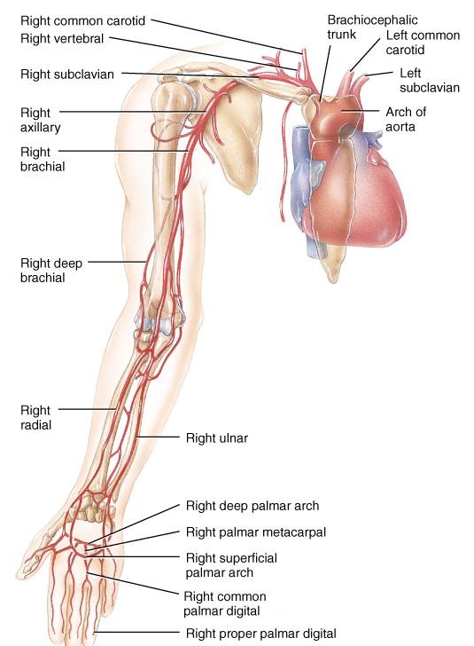 Truncus brachiocephalicus og greinar: Truncus brachuiocephalicus er fyrsta greinin frá arcus aortae. Hún skiptist fljótlega í a. subclavia dxt.