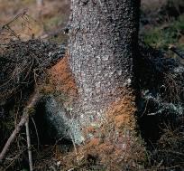 Krokene Norsk institutt for skog og