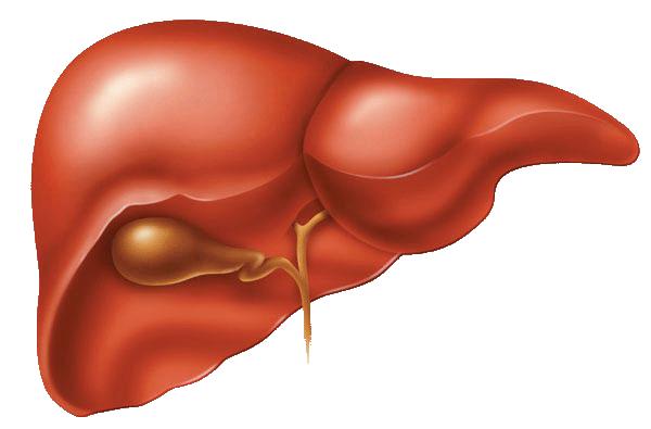 øker utskillelse av PTH D vitamin Kalsidiol 25OHD3 Osteoclast Kalsitriol 1,25(OH) 2 D3 Kalsitriol 1,25(OH) 2 D3 Ben Skiller ut Ca Øket kalsium i serum Øker kalsitriol Øker absorpsjon av Ca Hemmer