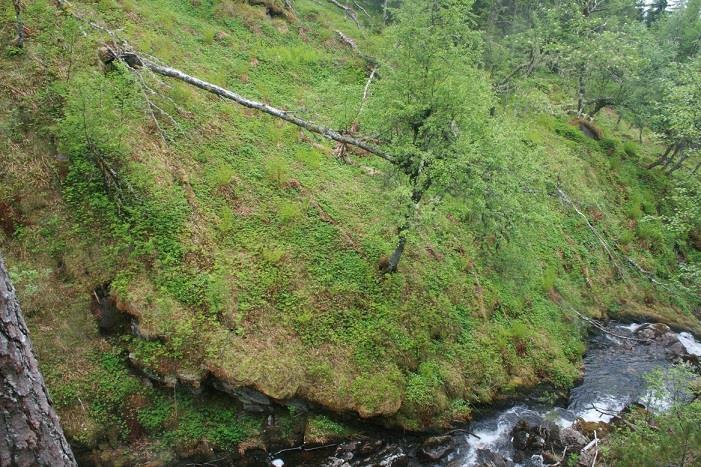 Det er mogleg at utbyggar har rett i at det finst «mange elver og lokaliteter som innehar de samme biologiske verdiene», men viss dette skal leggast til grunn, krev vi å få oppgåve over kvar dei