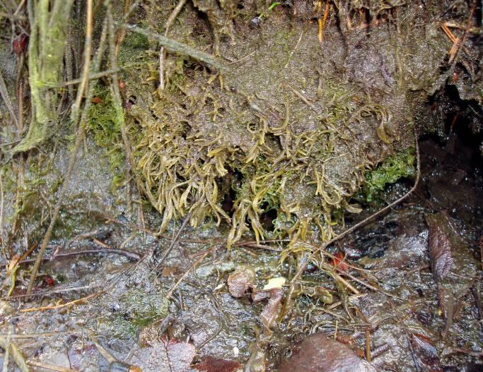 RAUDLISTEARTAR Fucus cottonii er en brunalge som har svært få registreringar i Norge og er på den norske raudlista vurdert som nær truet (NT).