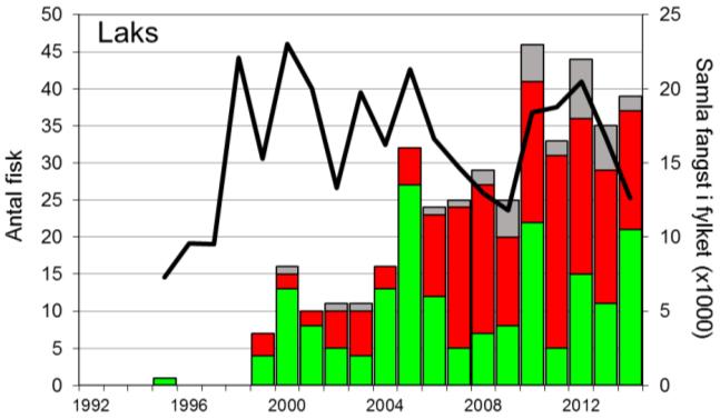 FANGST OG SKJELPRØVAR I LYSEELVA Gjennomsnittleg årsfangst av laks i perioden 1995-2014 var 20 laks (snittvekt 3,5 kg). Fangsten av laks har stige jamt i heile perioden 1999-2014 (figur 1, stolpar).