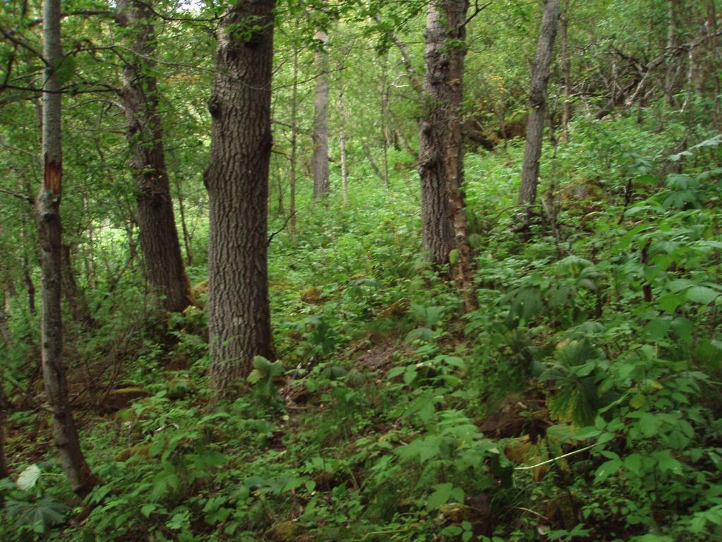 Figur 9. Stordimensjonerte ospetrær tilgrensende området med gråor-heggeskog. Foto: Bente Sved Skottvoll I midtre del av rørtraseen finnes en blanding av høgstaude- og lågurt bjørkeskog.