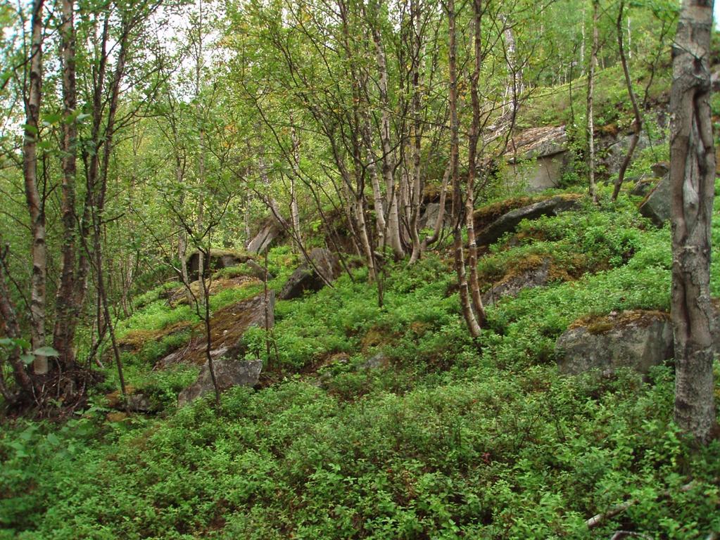 Småkraftverk i Mølnelva, Misvær i Bodø kommune - Biologisk utredning Ecofact rapport 204 Figur 10. Lågurt bjørkeskog på vegetert blokkmark.