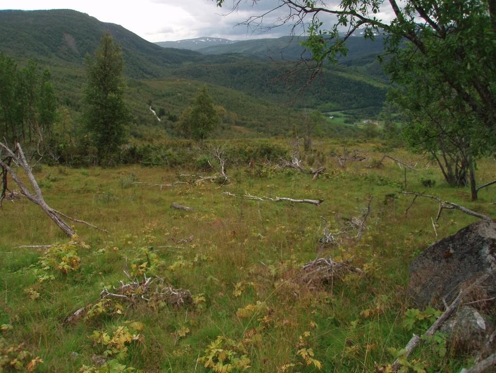 Figur 11. Tidligere slåttemark i gjengroingsfase med beitepreg.