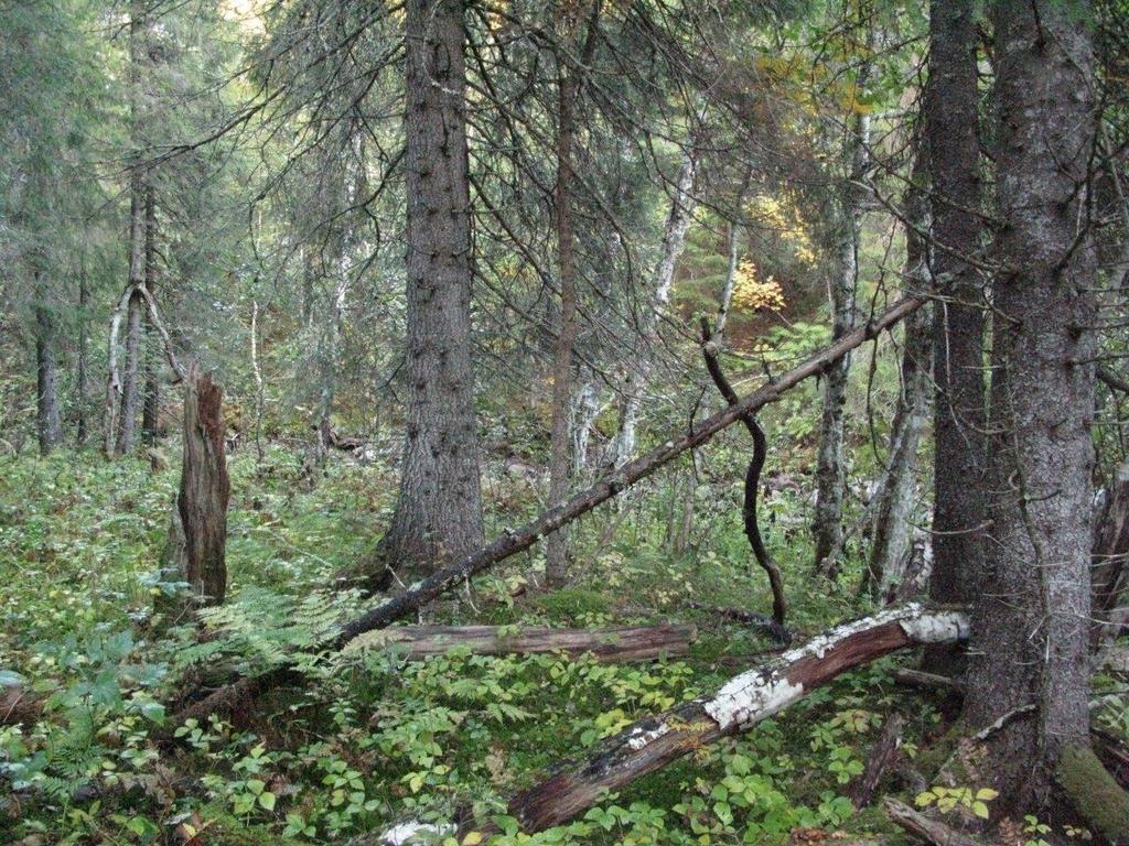 Høgstaudegranskog, kjerneområde