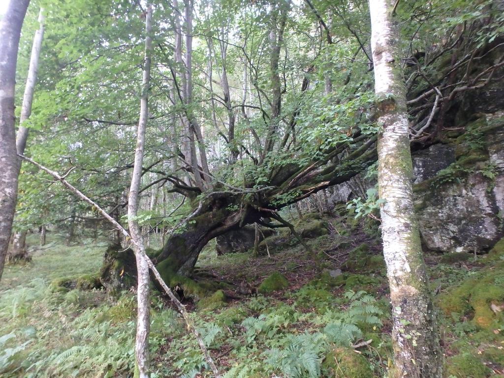 Foto: Geir Gaarder Den plantede bøkeskogen ved