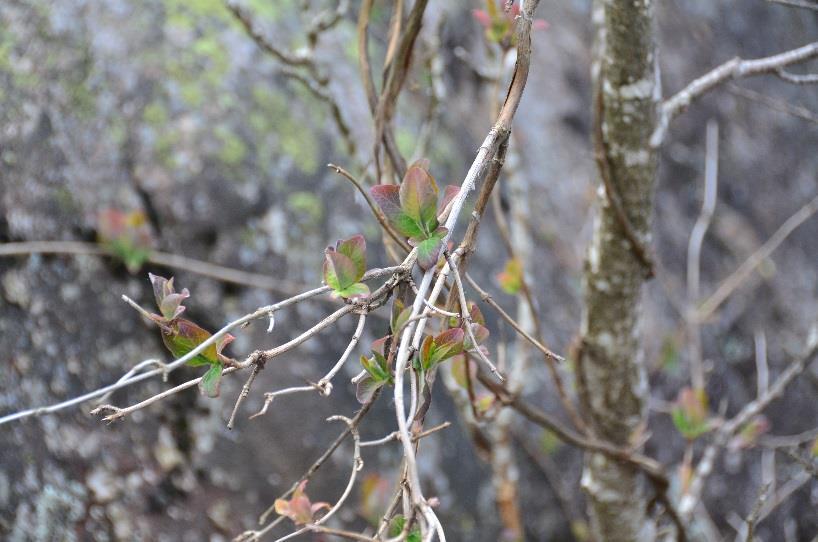 Figur 5-5 Ungskudd av Vivendel (Lonicera periclymenum).