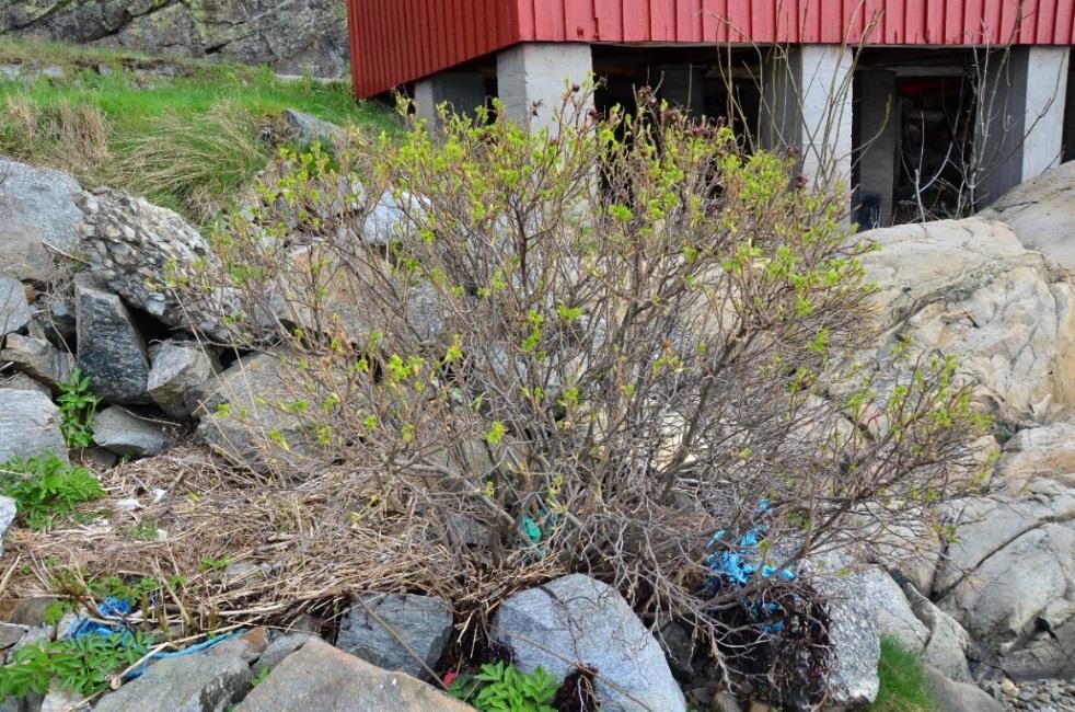 5.2 Fremmede arter på land Ytterst på nordenden av Tåjebukta, ble det funnet den svartlistede arten, Rynkerose (Rosa rugosa) Figur (5-10).