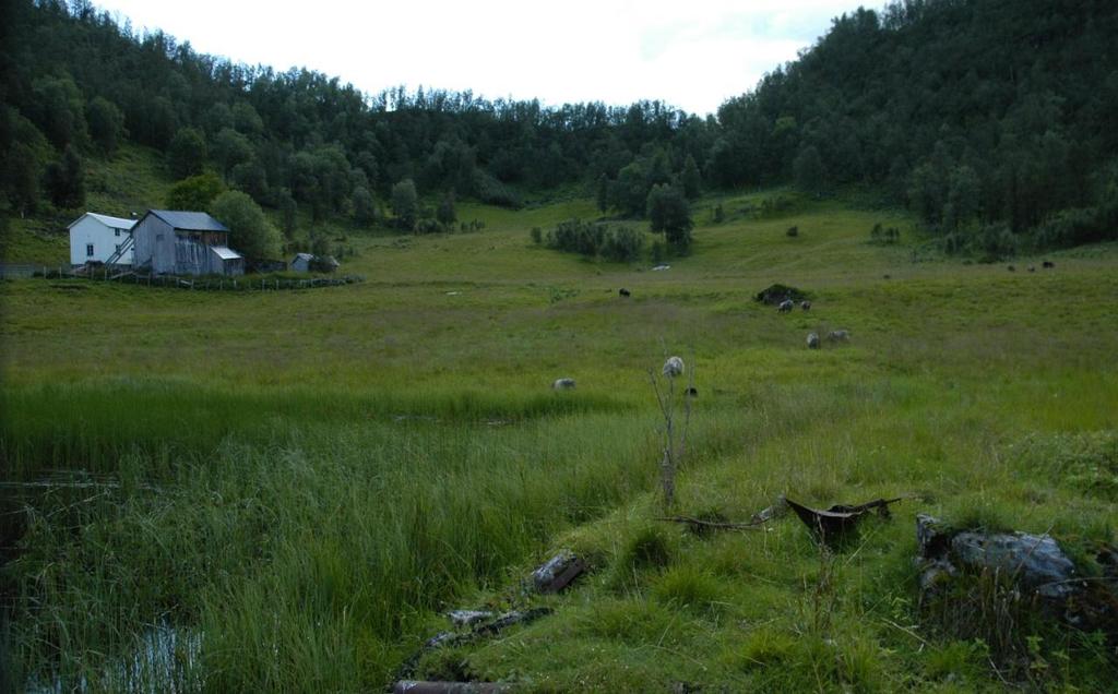 Knausene som stikker opp har blant annet bakkesøte (Gentianella campestris). Vi kan også se villsau på beite.