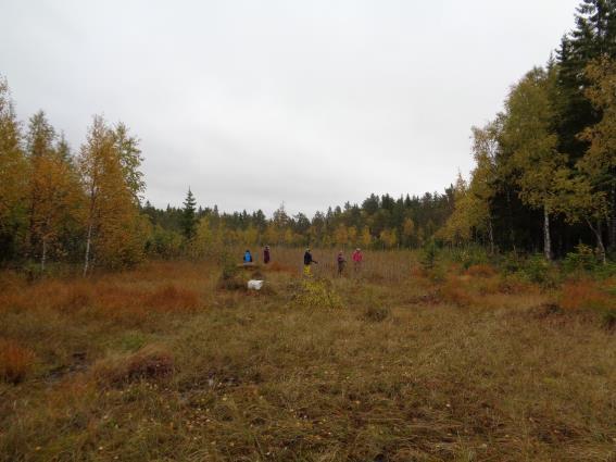 Figur 4: Sjuendeklasse ved Thune skole skjærer vekk takrør fra myrkanten 22.09.2017 (Foto: Kristine Heistad, 2017).