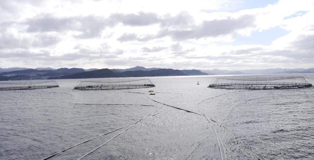 18 Det er om lag 150 løyver til produksjon av sjømat i Rogaland. Noko over ein tredjedel av desse blir bruk til lakseoppdrett. Mesteparten av løyva til andre marine artar er ikkje i bruk.