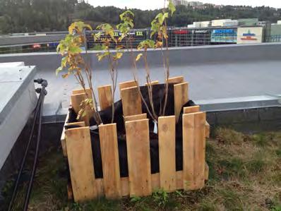 I tillegg finnes enkelt oppslag av selje, bjørk og rogn. Taket er under forvandling til en kjøkkenhage. Karakteristiske trekk: Lange svaiende lyse gresstrå, sett fra P-plassen.