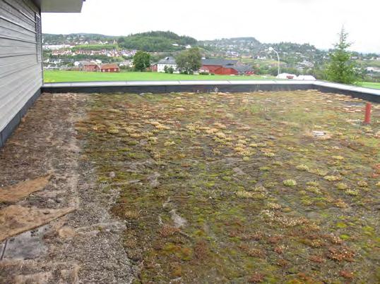 3 m Helning: Flatt tak med tosidig fall mot renne (ca. 1:40) Grønt tak: Planlagt og anlagt sammen med bygget. Mål med grønt tak: Visuell effekt for de som benytter innedelen av bygget.